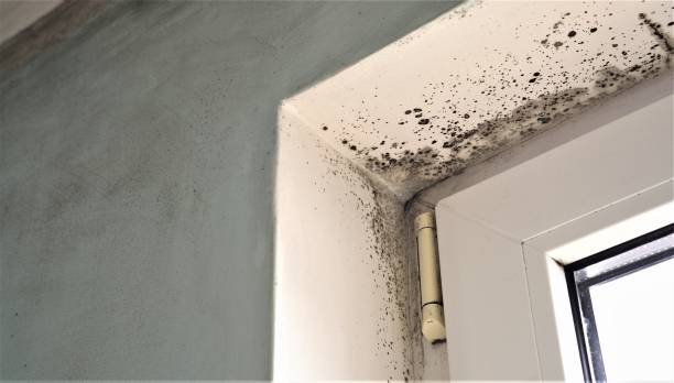 Best Commercial Mold Inspection  in Champlin, MN