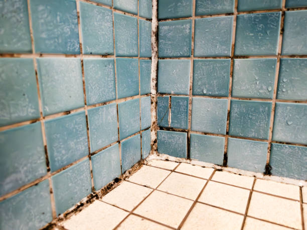 Best Mold Remediation for Healthcare Facilities  in Champlin, MN