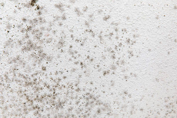 Best Water Damage & Mold Remediation  in Champlin, MN