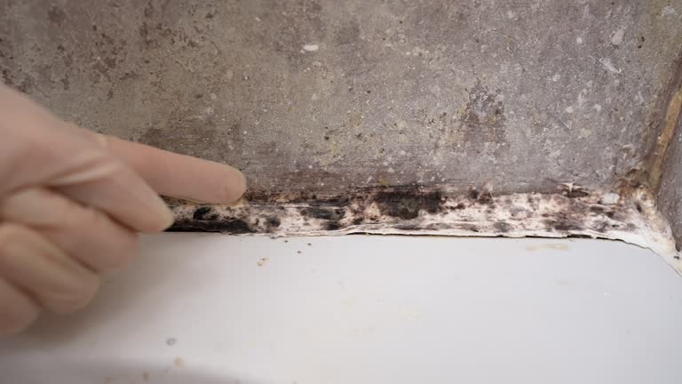 Best Indoor Air Quality Assessment  in Champlin, MN